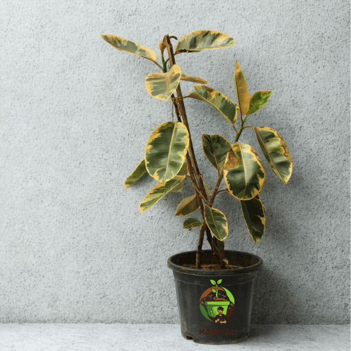 rubber plant