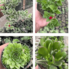 Succulent Mix (Set of 4–5 Plants)