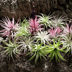 Tillandsia (Unique Soilless Greenery)