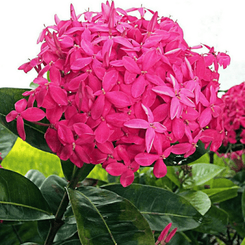 Ixora (Ixora coccinea)
