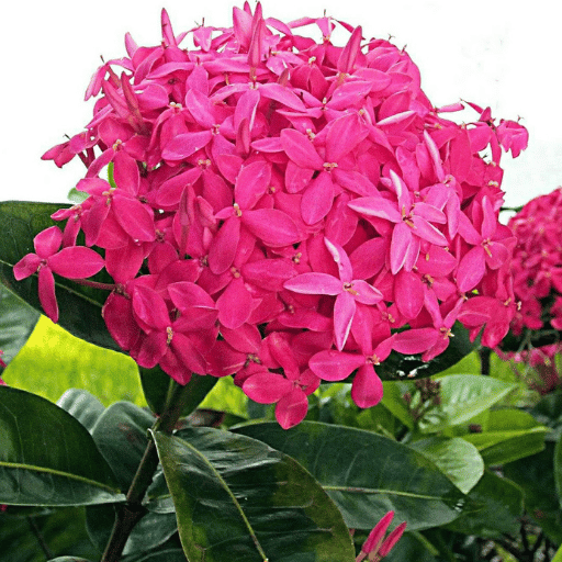 Ixora (Ixora coccinea)