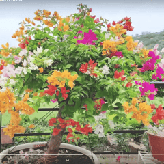 Bougainvillea