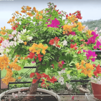 Bougainvillea