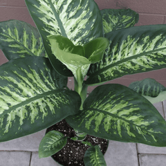 Dieffenbachia