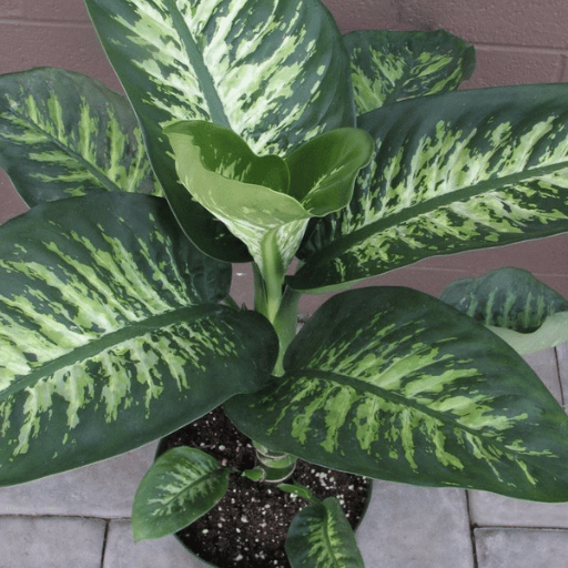 Dieffenbachia