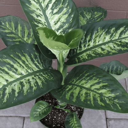 Dieffenbachia