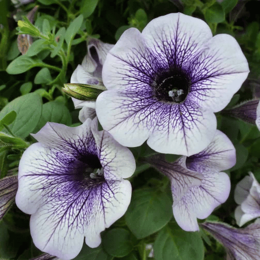 Petunia