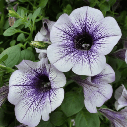 Petunia