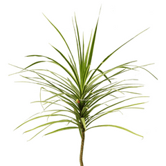 Dracaena Marginata (Dragon Tree)