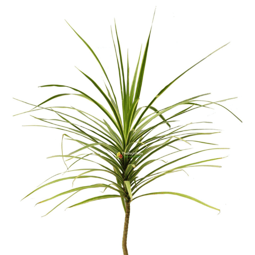 Dracaena Marginata (Dragon Tree)