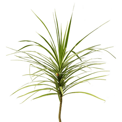Dracaena Marginata (Dragon Tree)