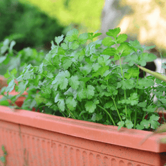 Coriander (Cilantro  Dhaniya)