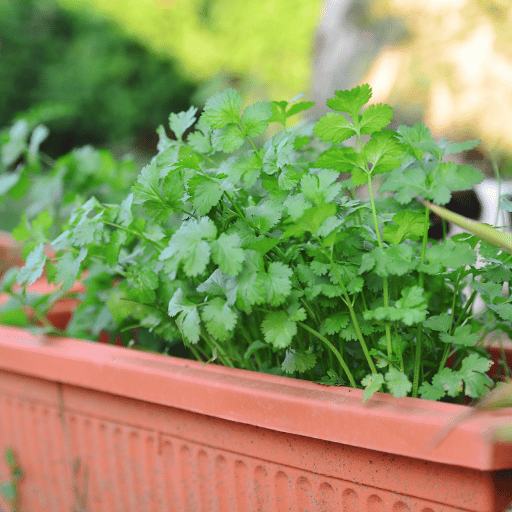 Coriander (Cilantro  Dhaniya)