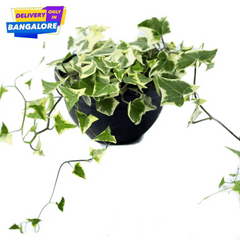 English Ivy (Hedera helix)