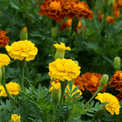 Tagetes (Marigold)