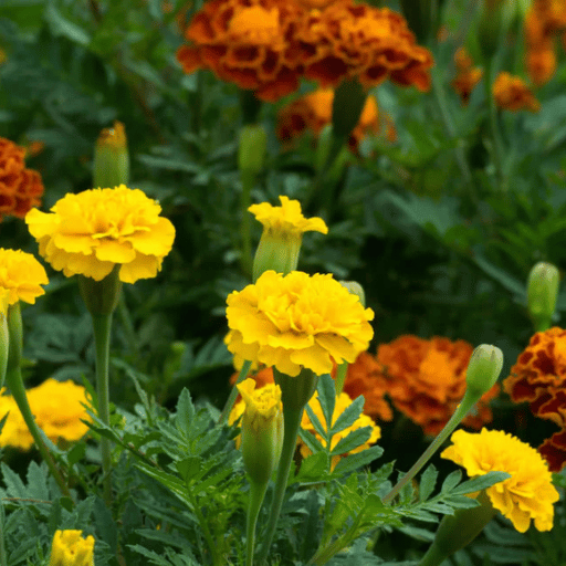 Tagetes (Marigold)