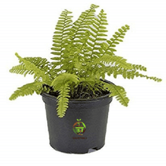 Boston Fern (Nephrolepis exaltata)