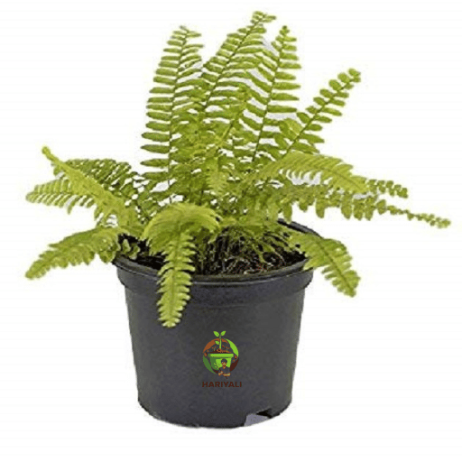 Boston Fern (Nephrolepis exaltata)