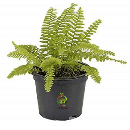 Boston Fern (Nephrolepis exaltata)