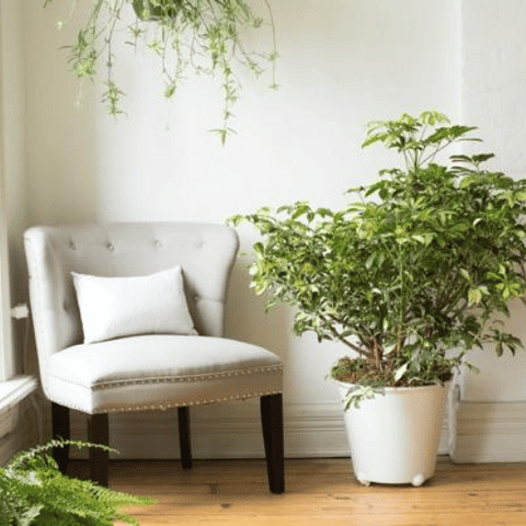 Schefflera (Umbrella Plant)