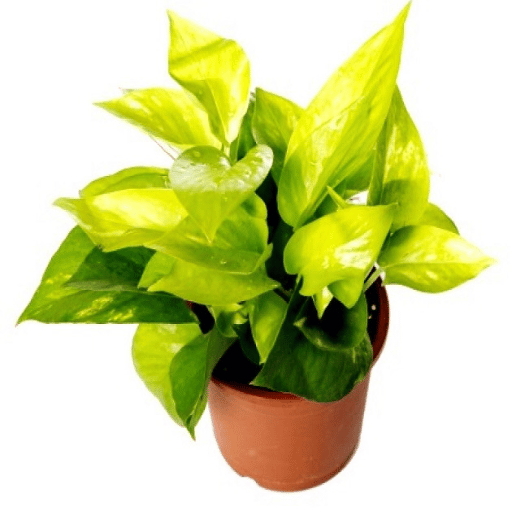 rubber plant