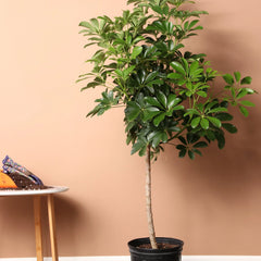 Schefflera (Umbrella Plant)