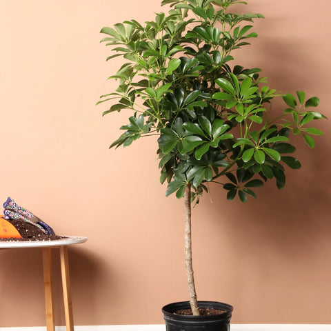 Schefflera (Umbrella Plant)