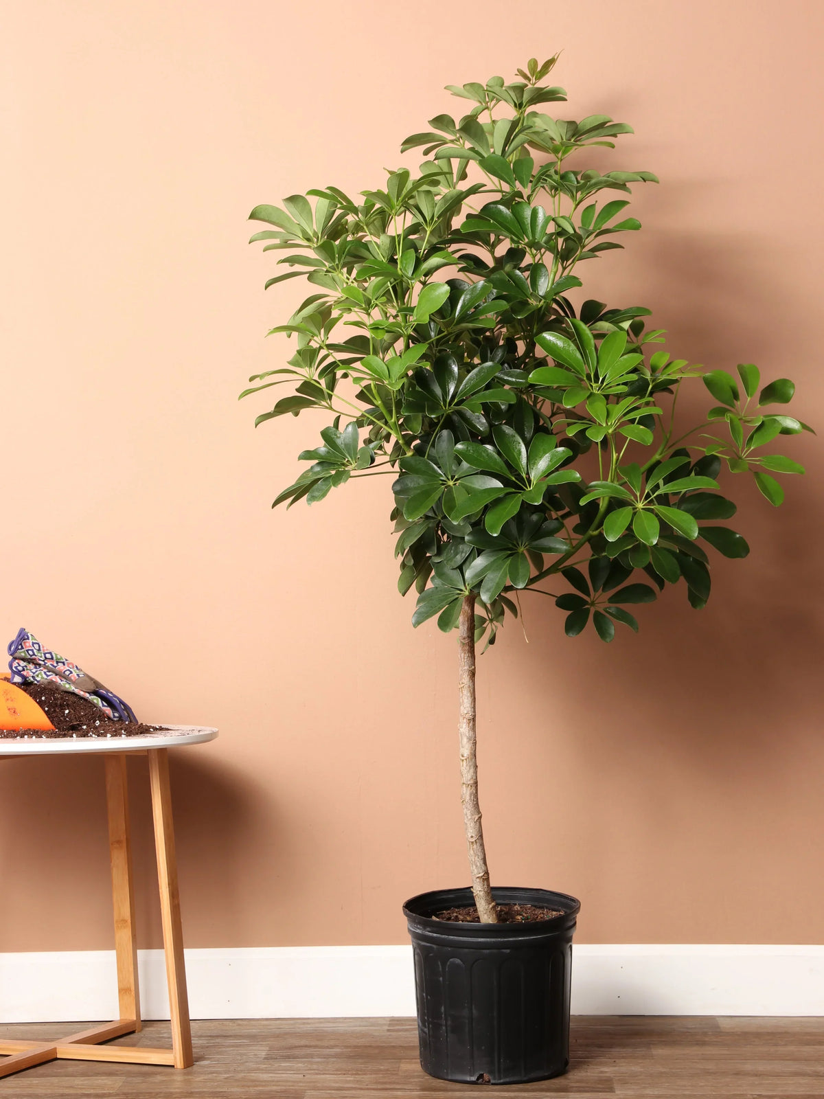 Schefflera (Umbrella Plant)