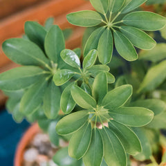 Schefflera (Umbrella Plant)