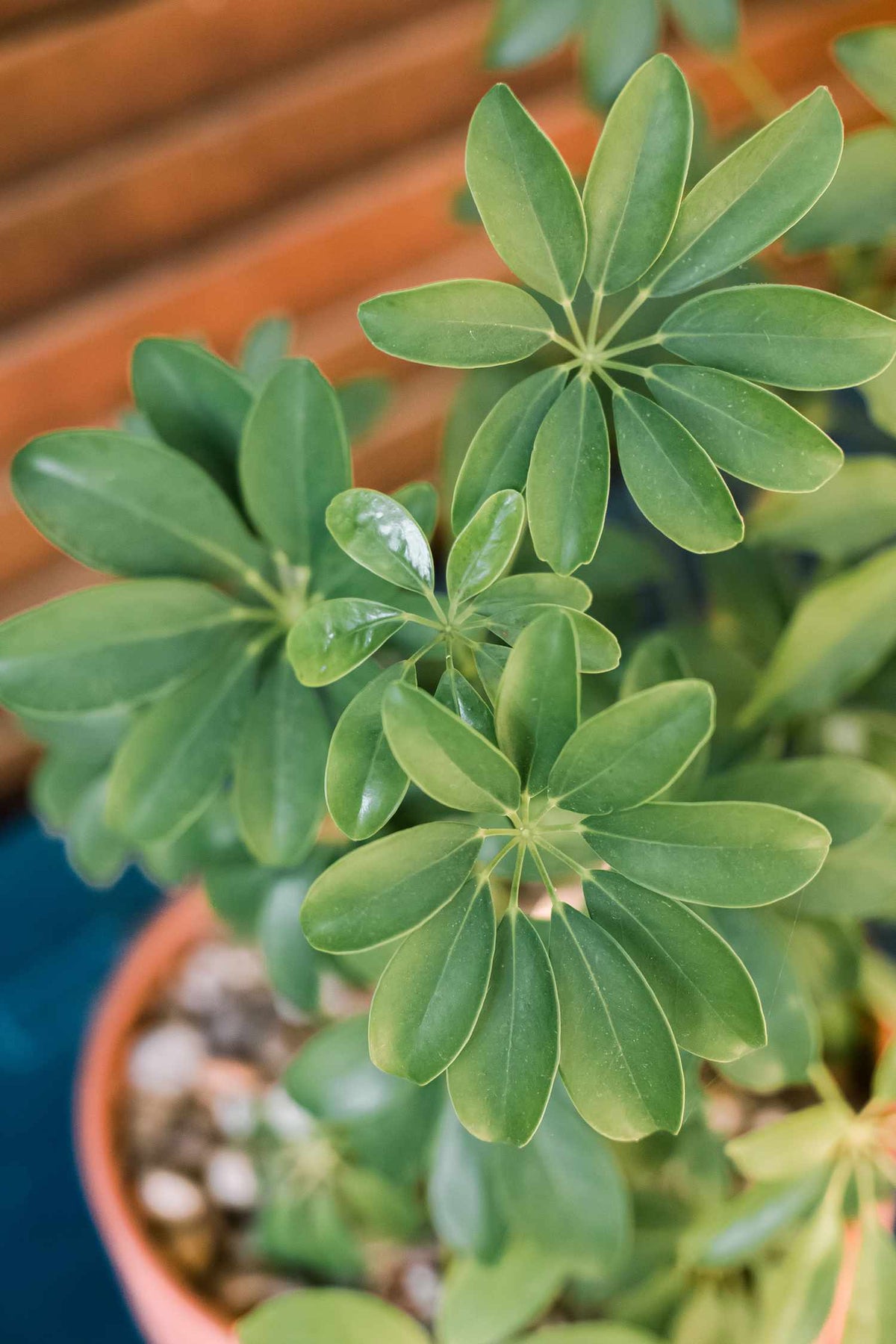 Schefflera (Umbrella Plant)