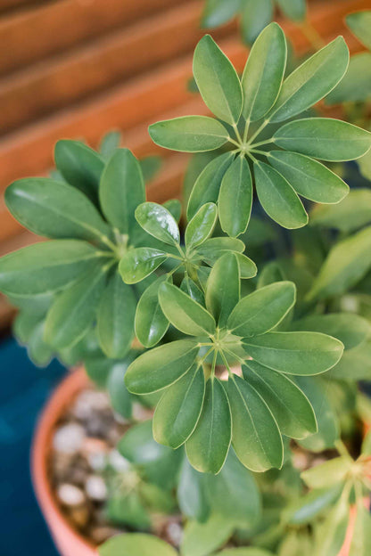 Schefflera (Umbrella Plant)
