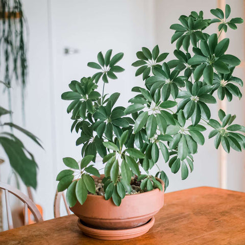 Schefflera (Umbrella Plant)