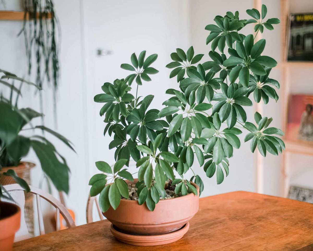 Schefflera (Umbrella Plant)