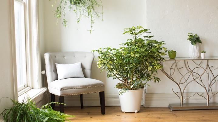 Schefflera (Umbrella Plant)